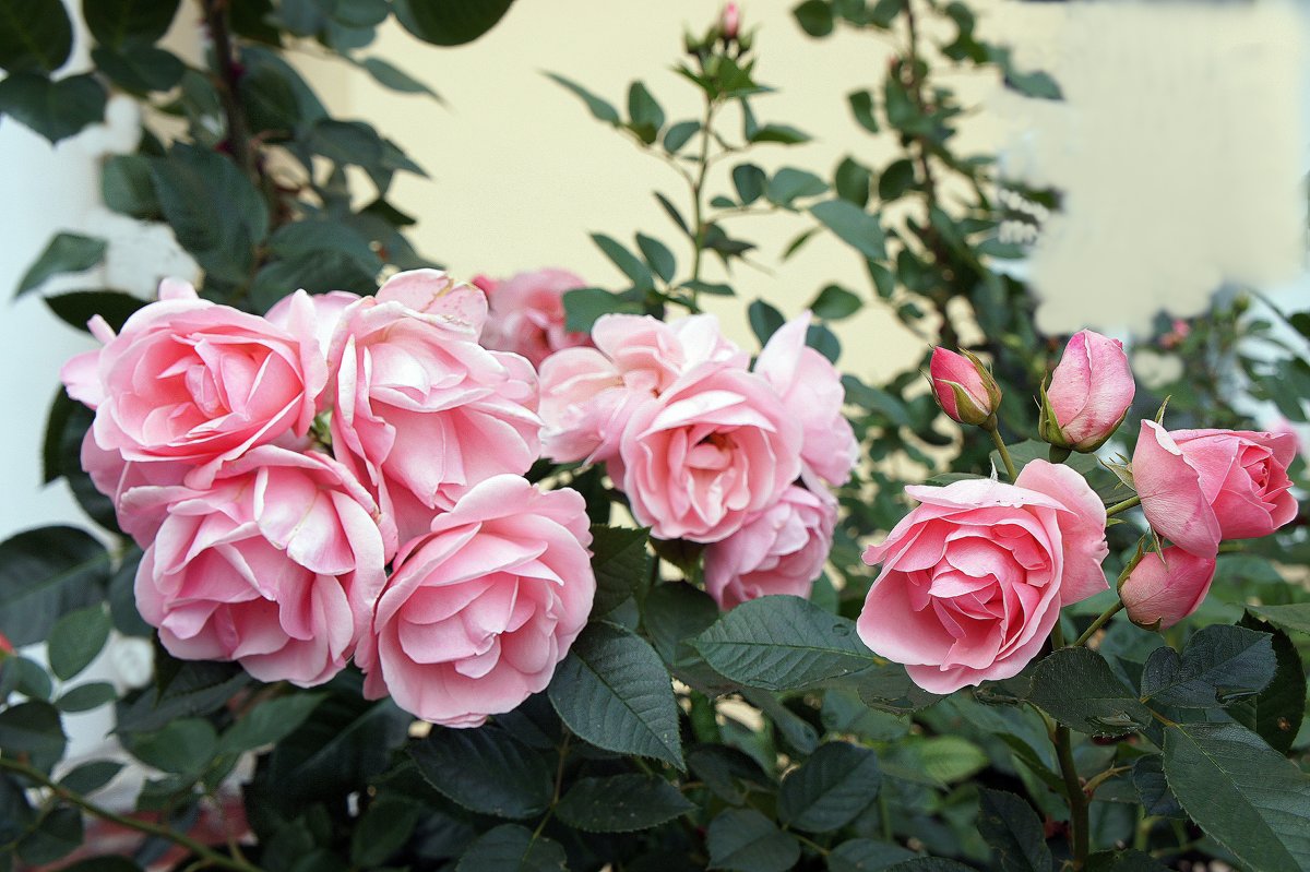 Розы прекрасны, розы нежны, их ароматы всем нам нужны - Елена Павлова (Смолова)