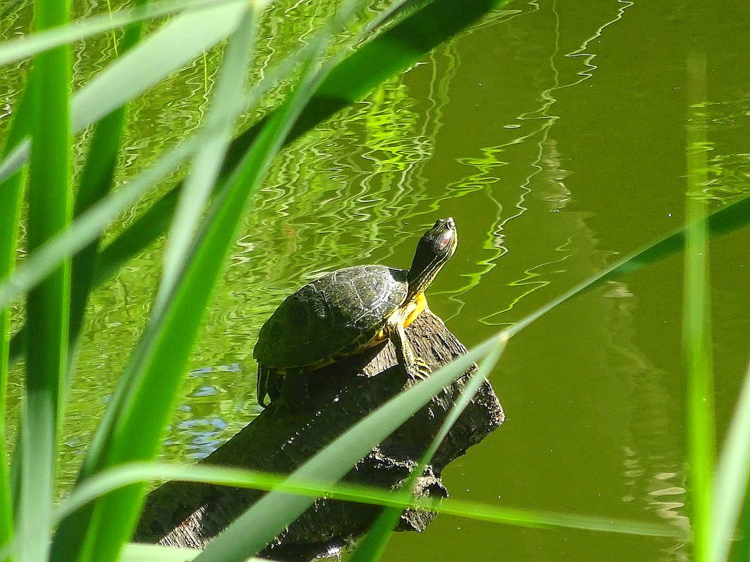 В парке на озере живёт черепаха - Маргарита Батырева