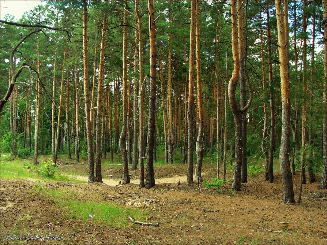 Сосновый лес - °•●Елена●•° ♀