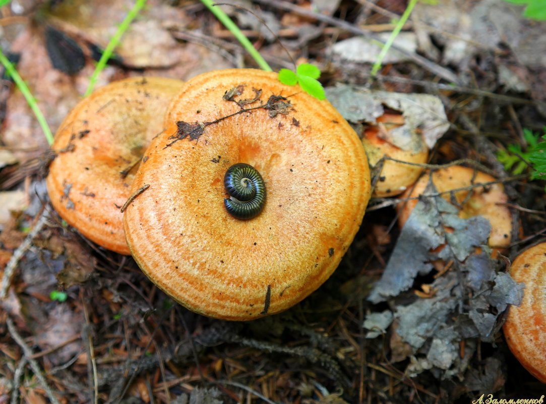Червяк всегда в хороший гриб стремится, поганый гриб не трогает червяк:) - Андрей Заломленков