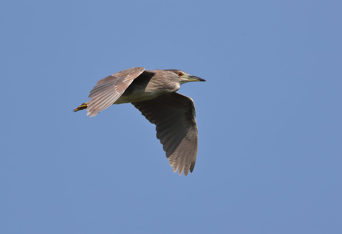 black-crowned night -heron - Naum 