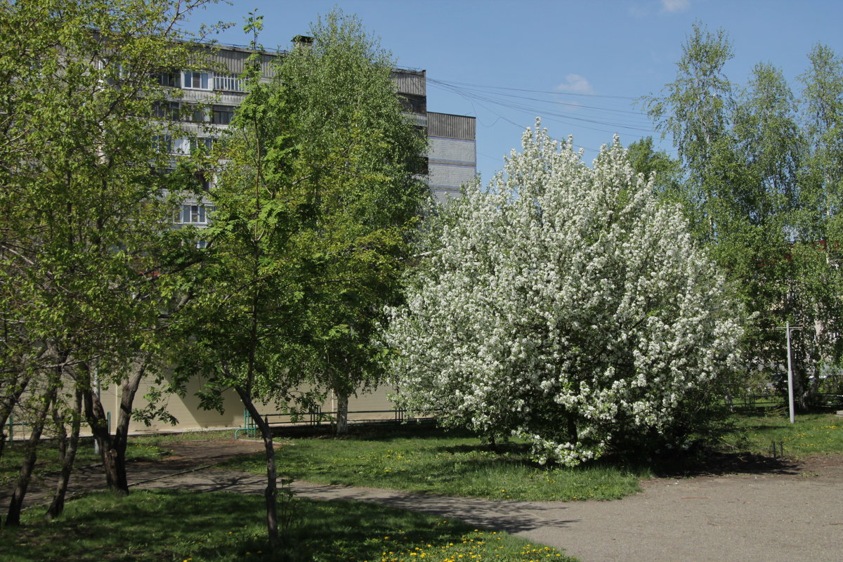 Бийск - Олег Афанасьевич Сергеев