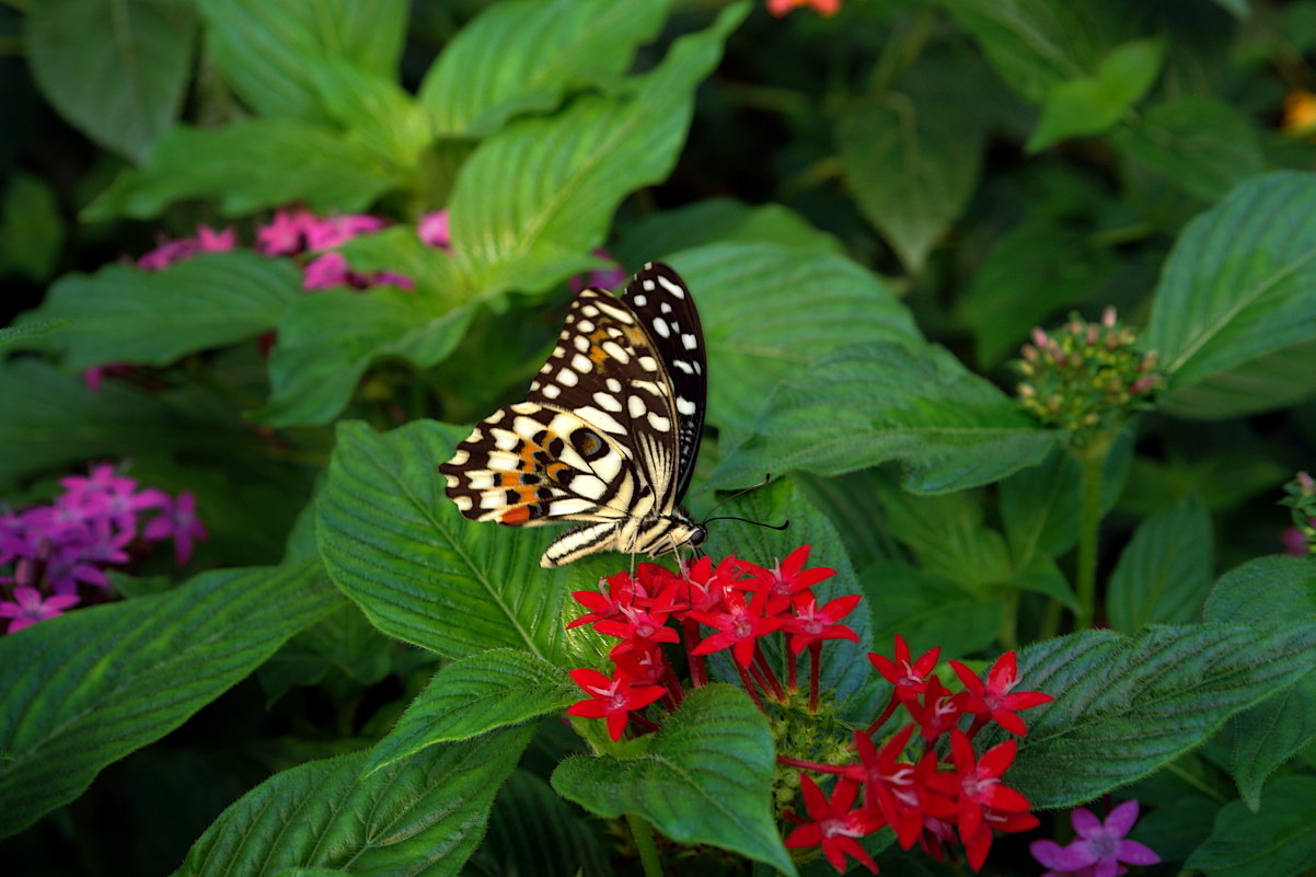 бабочка - летающий цветок - Elena Wymann