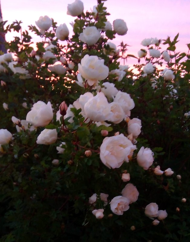 Розы на фоне розового неба - Ольга 