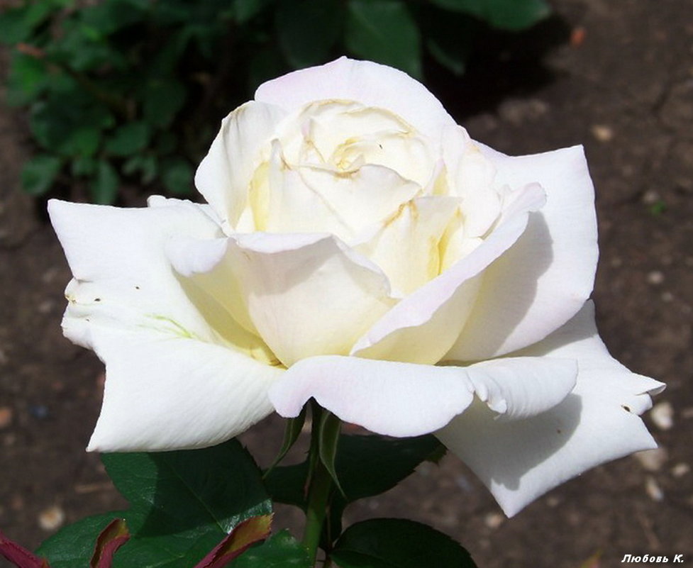 Белая роза ... - Любовь К.