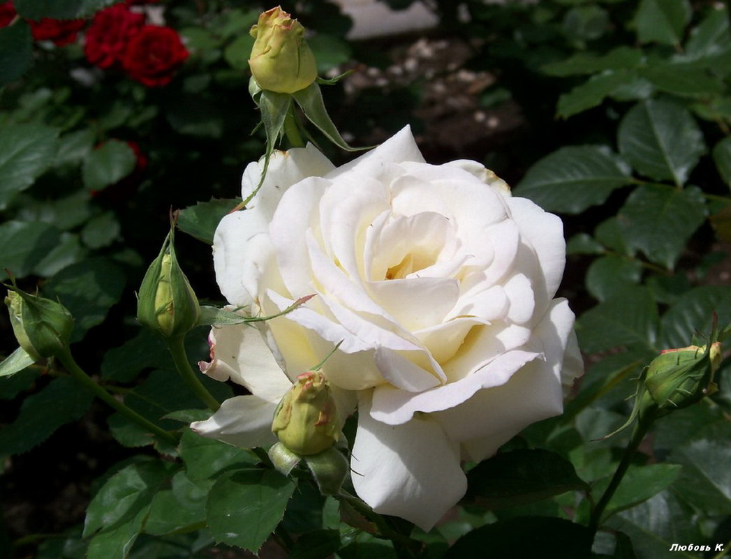 Белая роза с бутонами... - Любовь К.