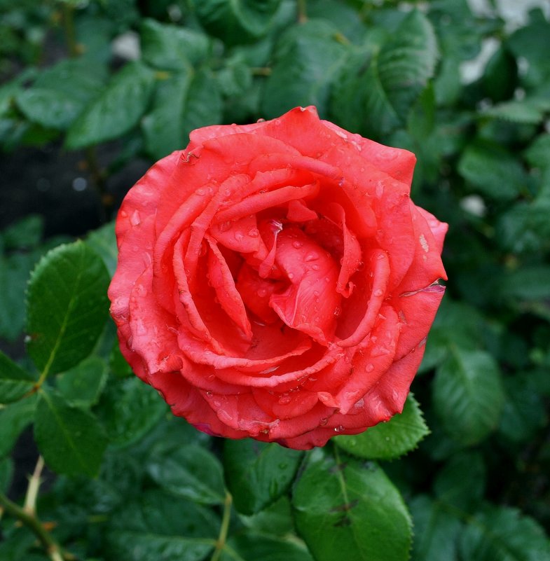 Розы после дождя Фото  №2 - Владимир Бровко