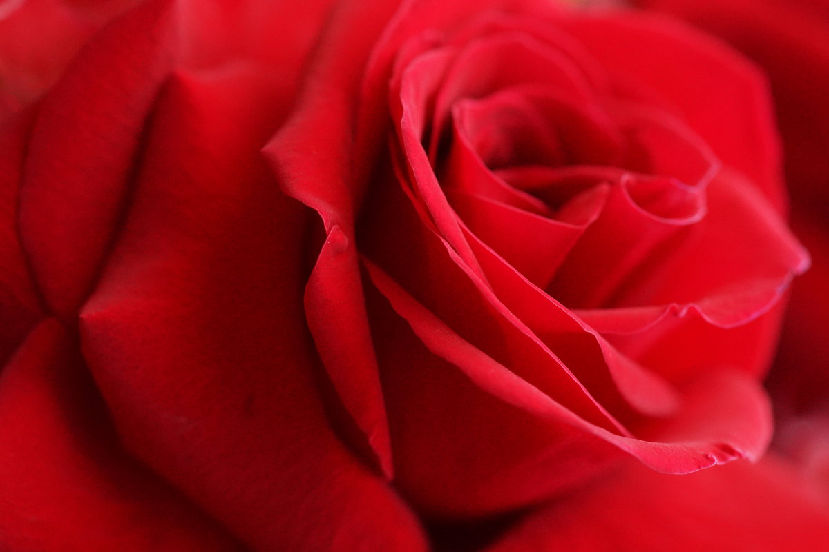 Red rose for you..... - Fidel Nekastro