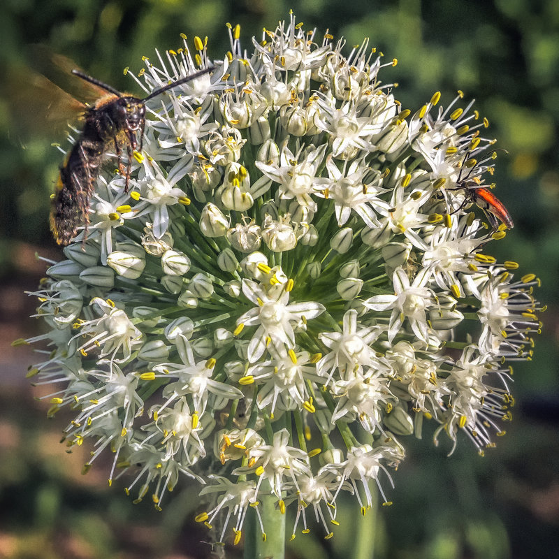 Garlic flower - OzMann 