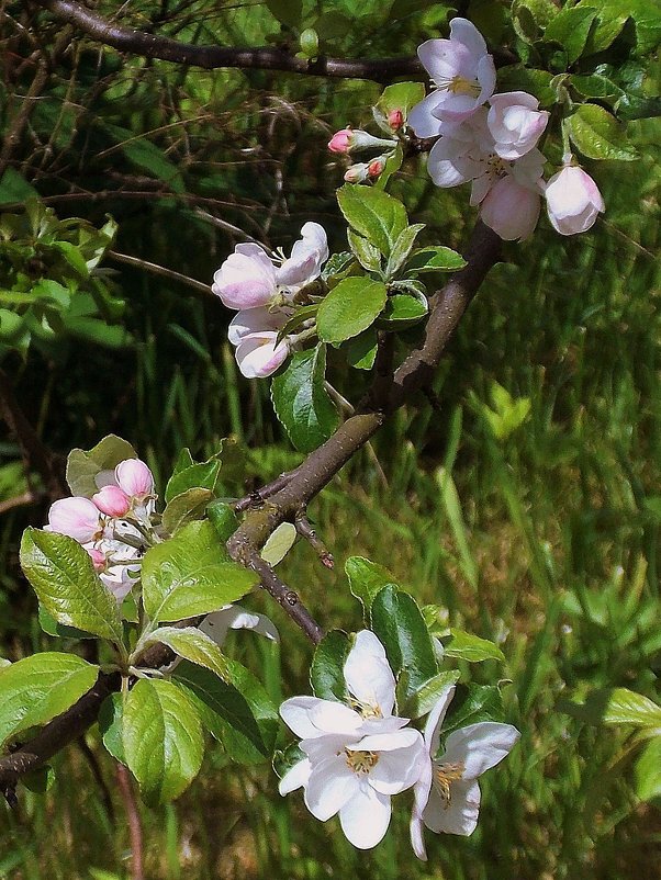 Цветы яблони - Фотогруппа Весна