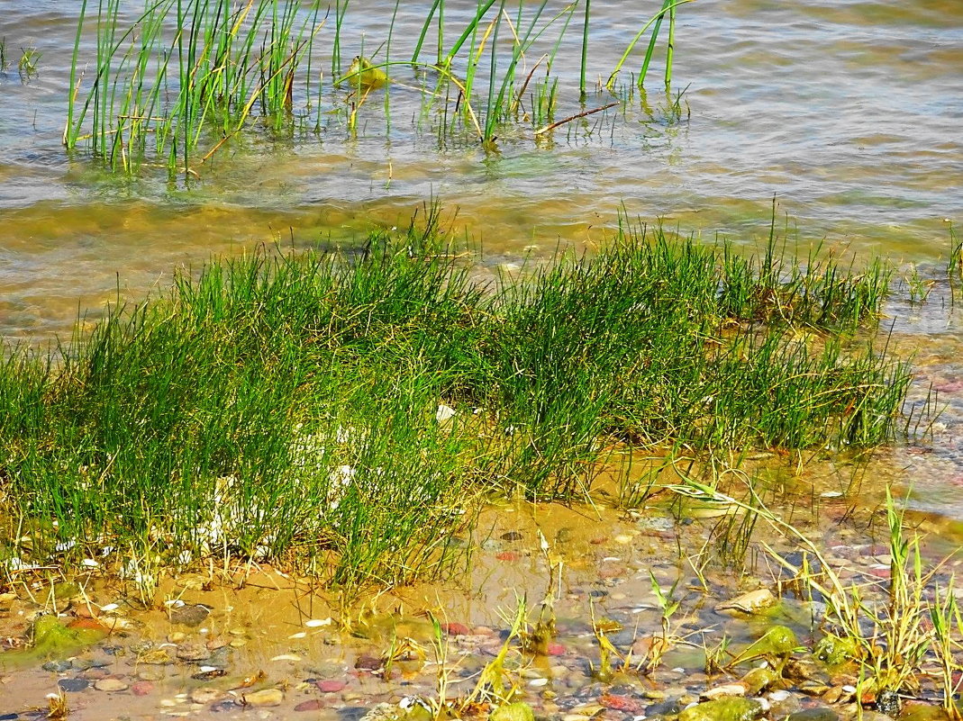 На берегу залива, практически на голом песке, растёт островок травы - Маргарита Батырева