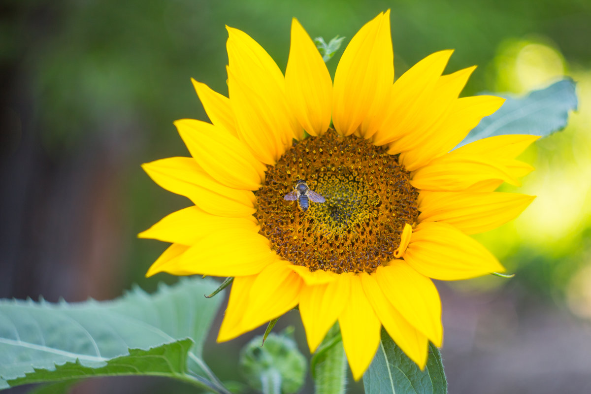 Цветок солнца - Андрей Щукин