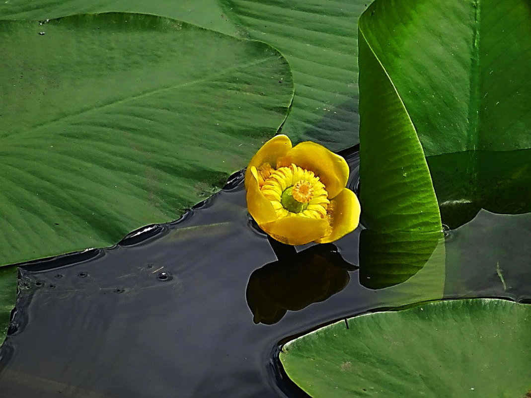 Посреди озера жёлтый фонарик цветёт - Маргарита Батырева
