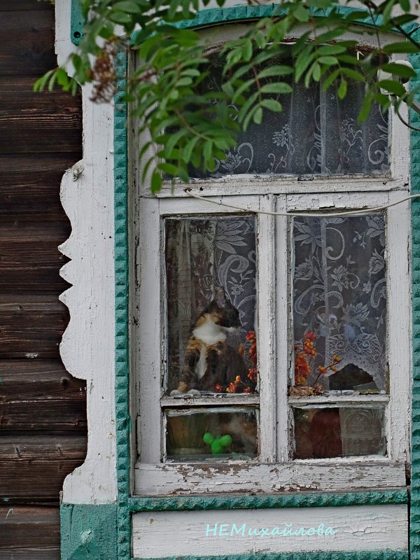 кошка на окошке в селе Курышино - Natalia Mihailova