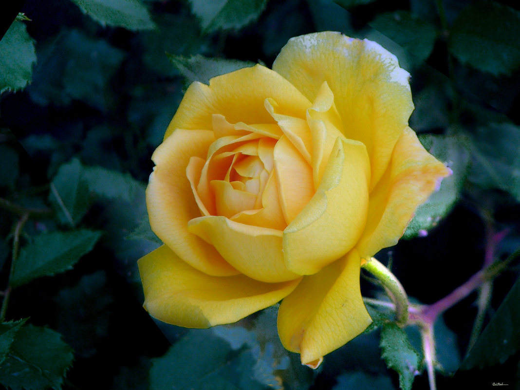 Розы - розы 5 - Юрий 