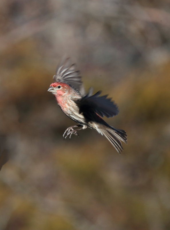 House Finch - Naum 