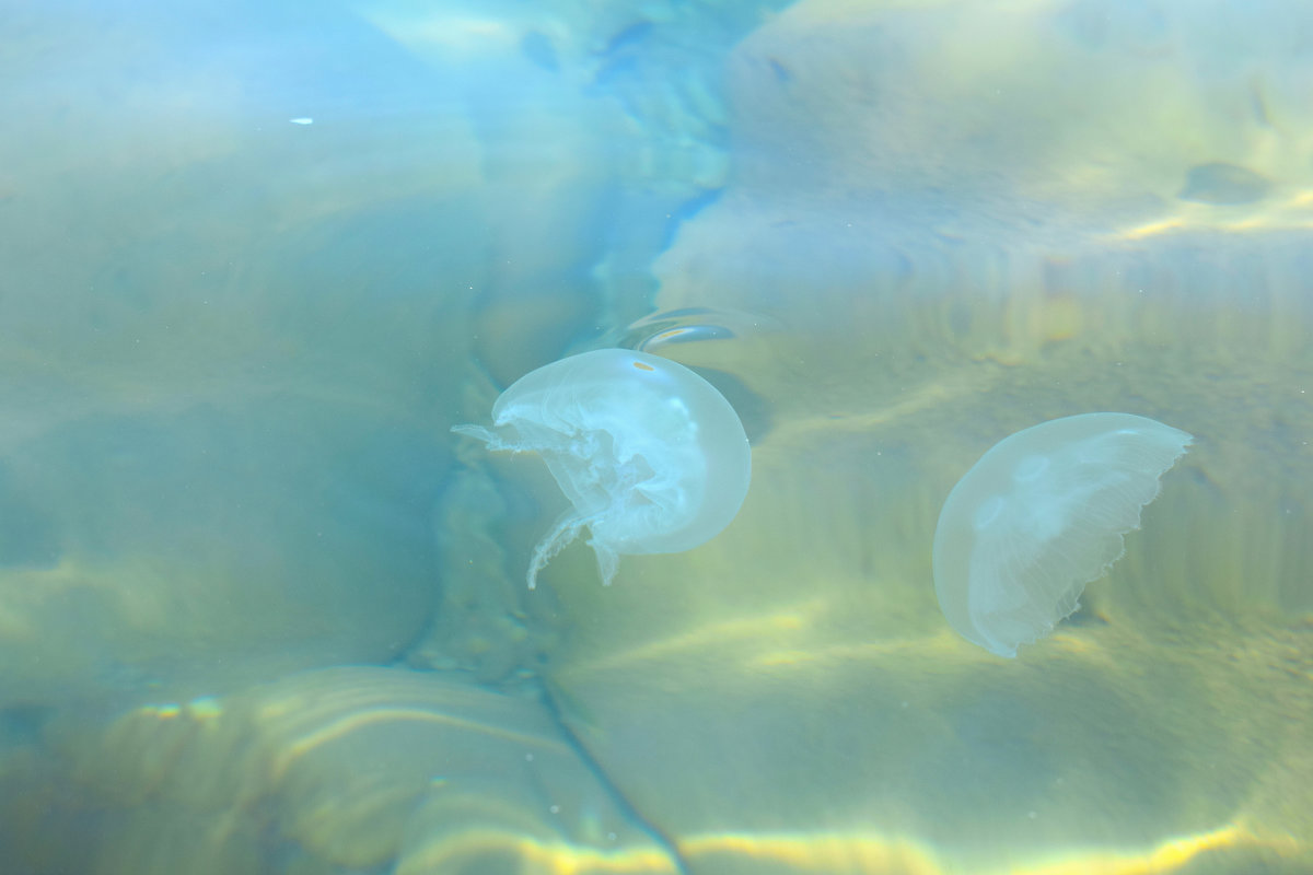 Медузы в Чёрном море - Наталья Базанова