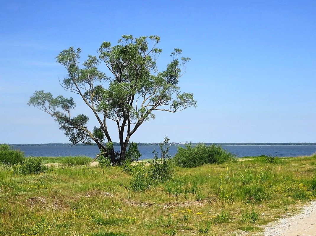На пустынном берегу залива одинокое дерево растёт - Маргарита Батырева
