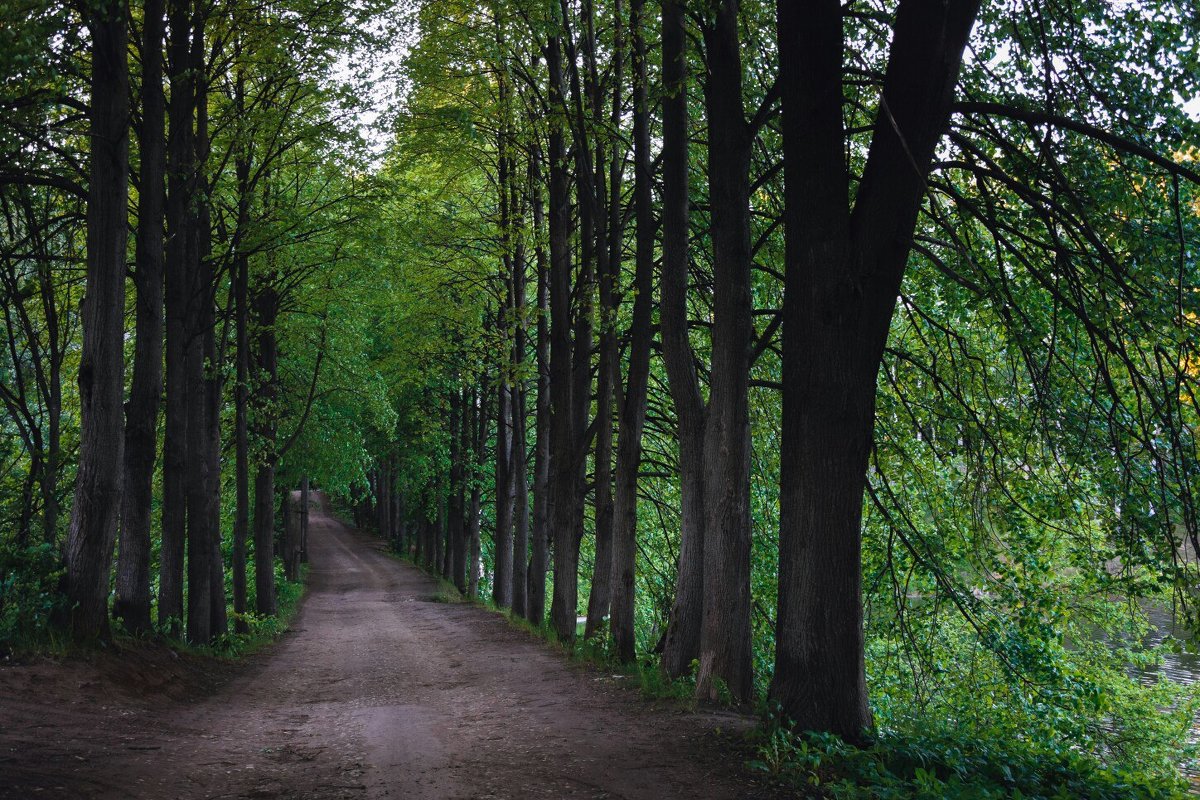 Дорога в лес - Александра Юдаева