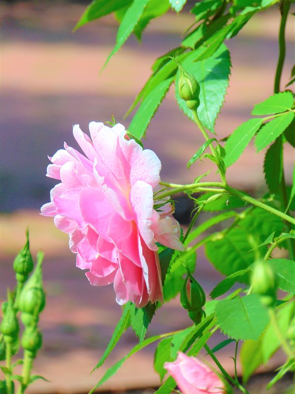 Свет и тени в розовом саду - spm62 Baiakhcheva Svetlana