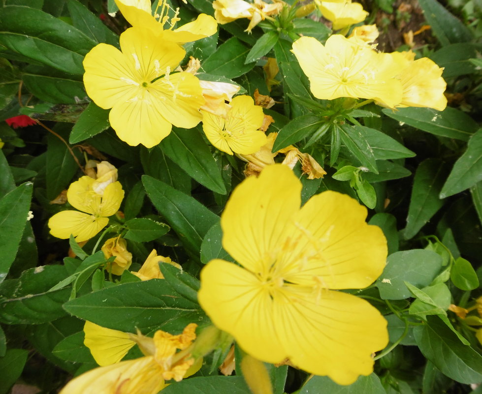 Желтые цветы - татьяна 