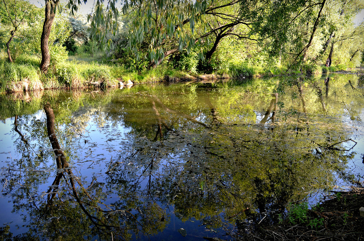 Деревья купаются в речке - Валентина Данилова