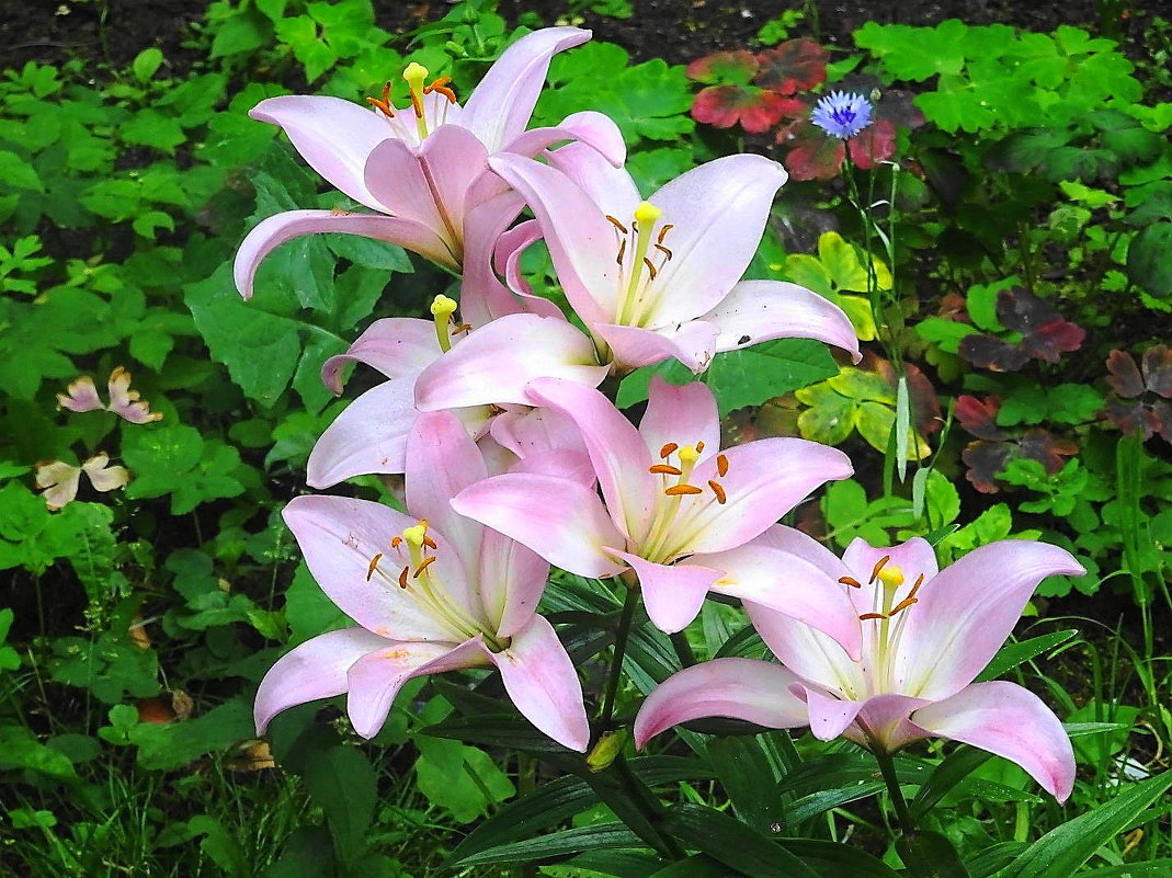 Лилия - изысканный цветок, нежный лучик солнца, ключевой воды глоток - Маргарита Батырева