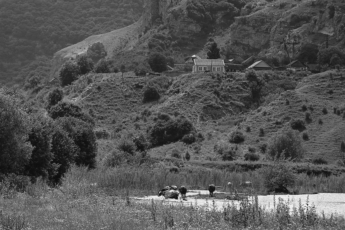 Пейзаж с домом на горе и коровами в речке - M Marikfoto