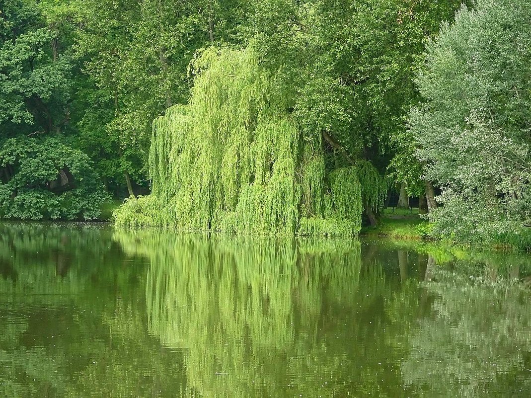 Ивушка плакучая в воде любуется собой - Маргарита Батырева