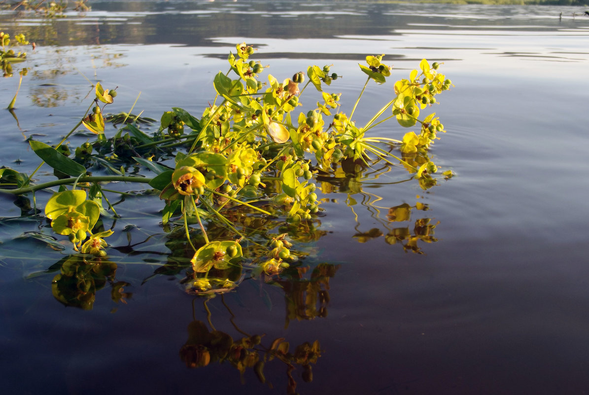 цветок на воде - Oleila Abeja