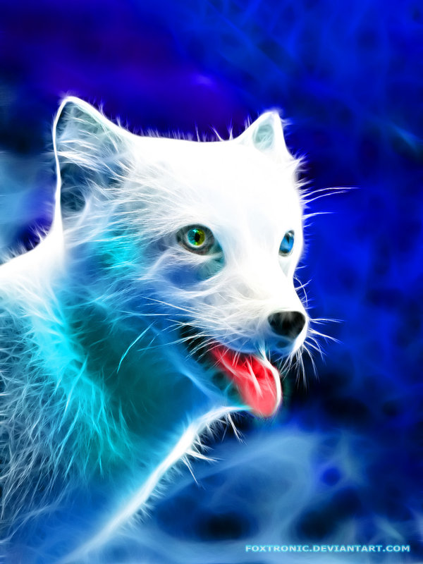 White Fox - Andy Kloxx Foxtronic