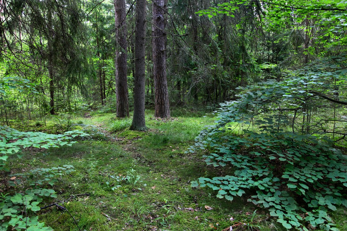 Лесной пейзаж - Наталья 