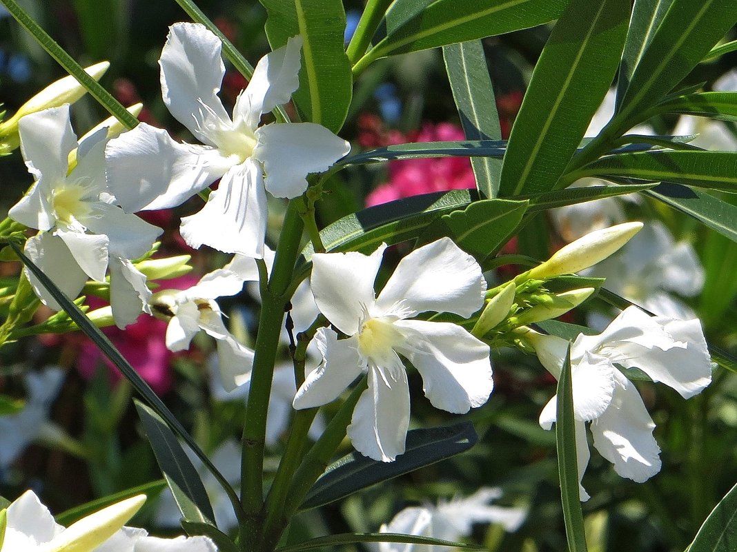 Сочи. Нежные цветы белого олеандра - Татьяна Смоляниченко