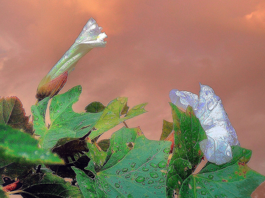Пепел розы - Фотогруппа Весна