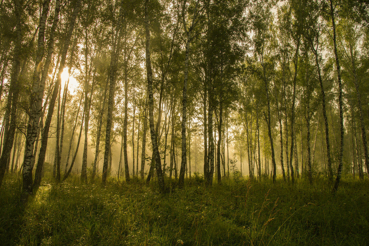 июльское утро в лесу - cfysx 