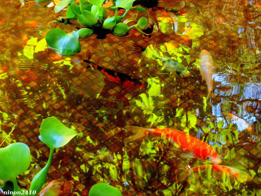 Пруд с разноцветными рыбками - Нина Бутко