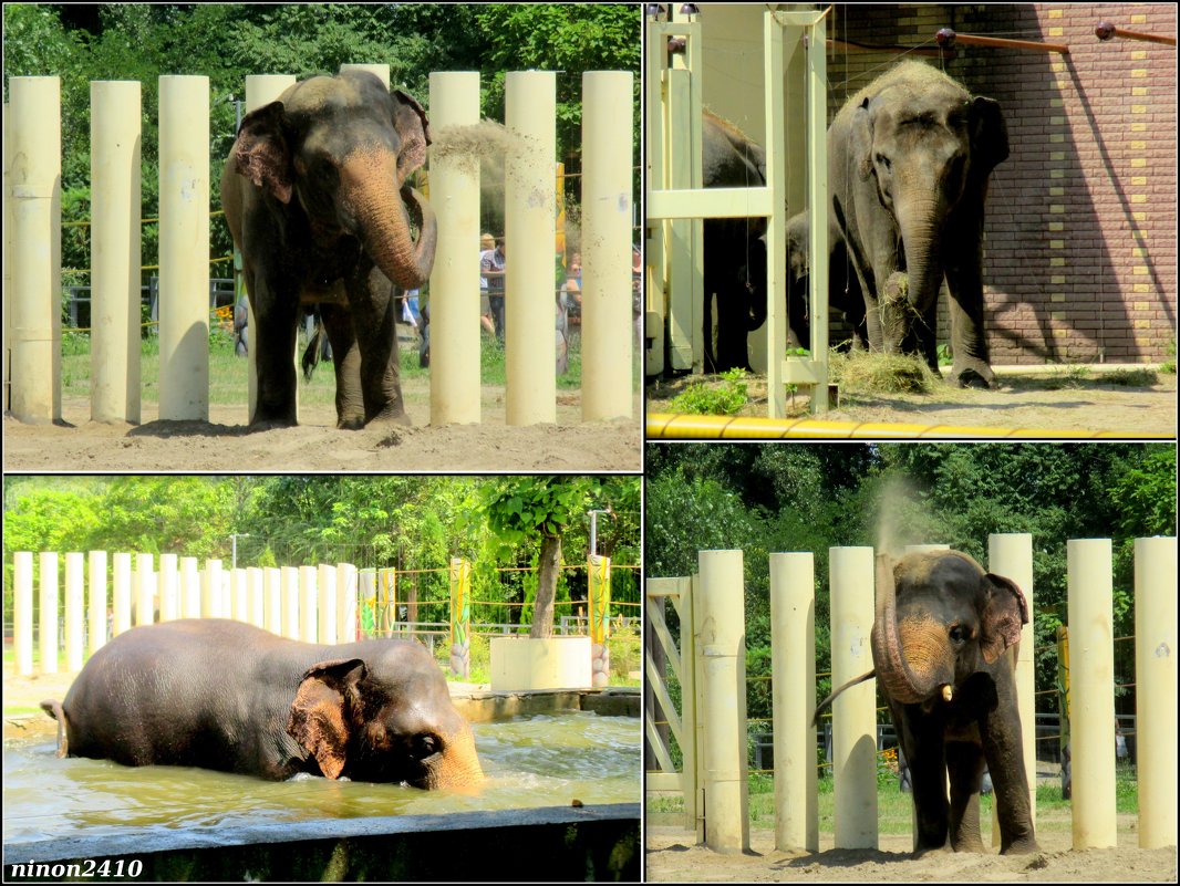 Летние забавы слона... (в Ростовском зоопарке) - Нина Бутко