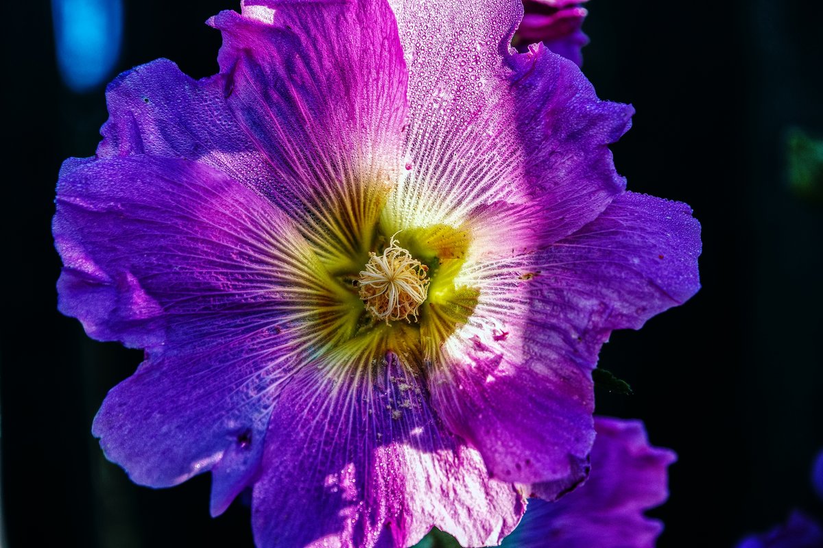 цветок - олег 