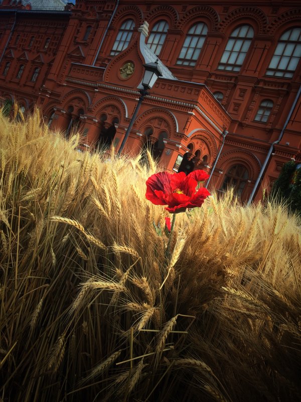 Red square - Fotoanel 