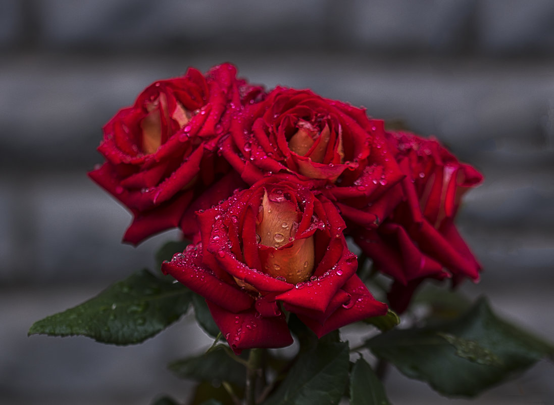 роза после дождя - gribushko грибушко Николай