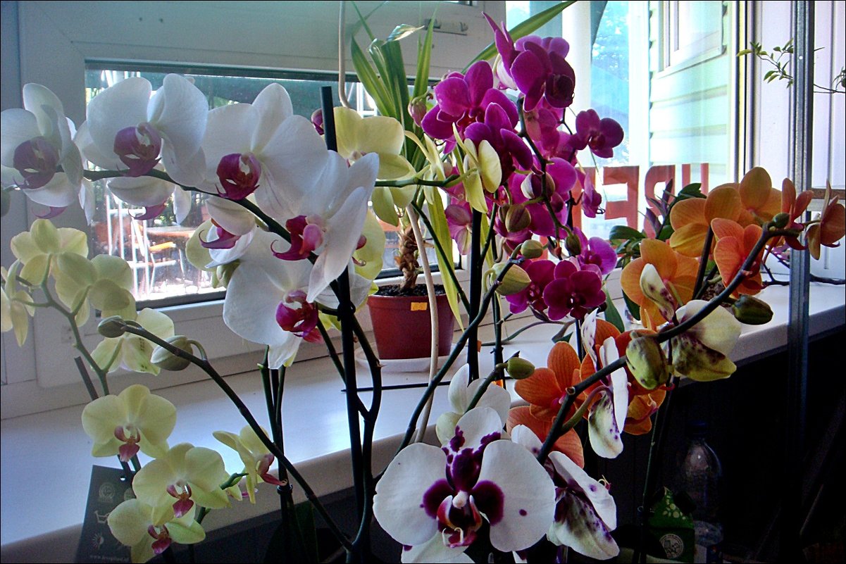 Выбор орхидей - Нина Корешкова