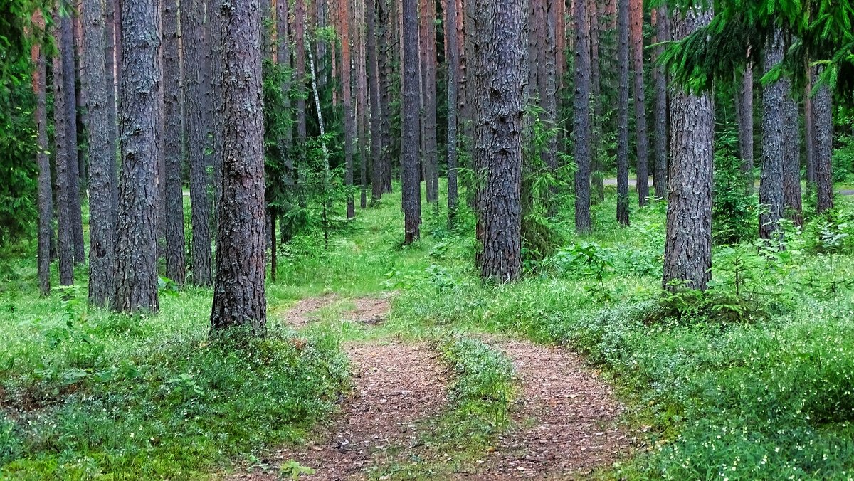 Грибной лес - Милешкин Владимир Алексеевич 