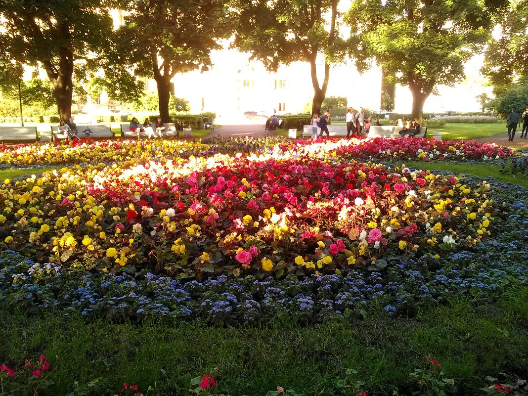 Прекрасные цветы клумбы, которая находиться недалеко от Троицкого моста. - Светлана Калмыкова
