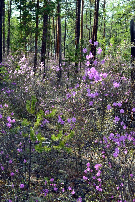 Цветущий лес - Ольга 