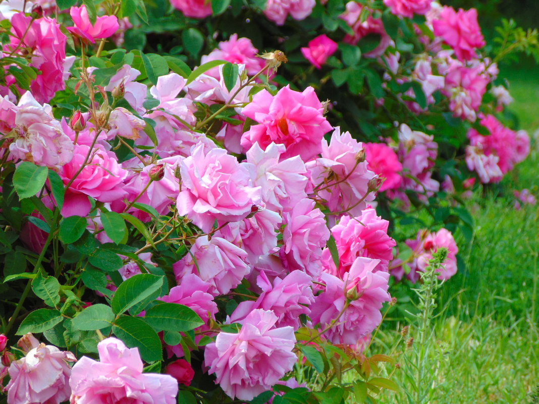 Розовый сад - spm62 Baiakhcheva Svetlana