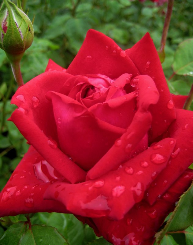 Свежесть летнего дождя в розовом саду - spm62 Baiakhcheva Svetlana