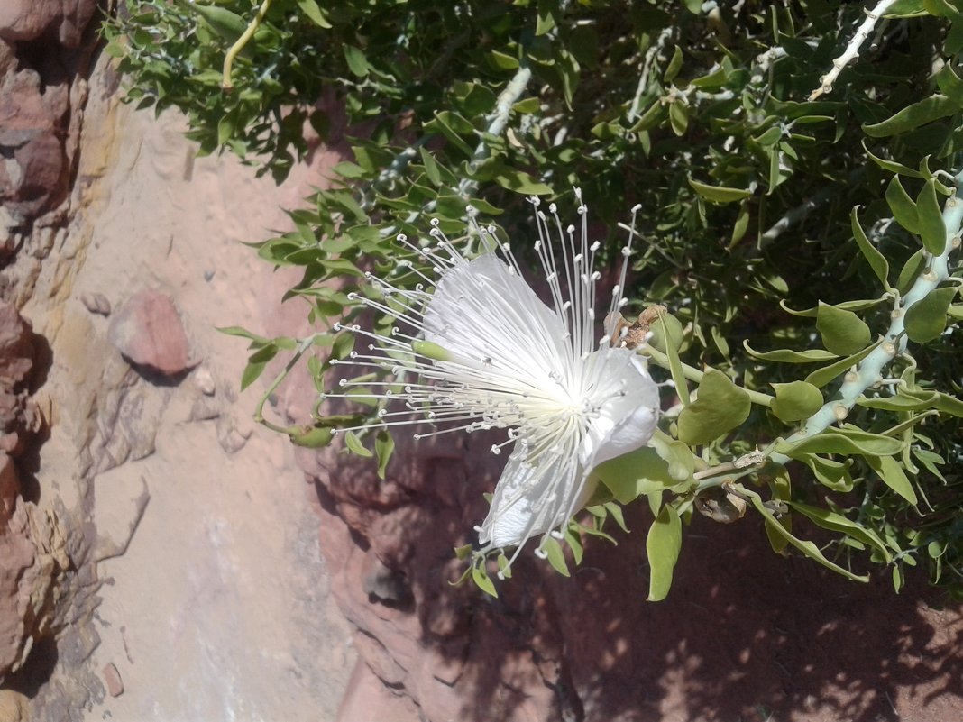 цветок пустыни - Алла 