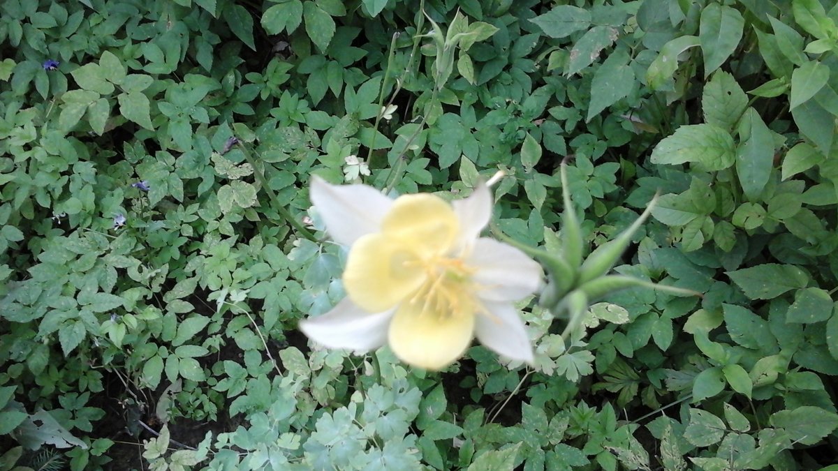 Бело-жёлтый цветок - Дмитрий Никитин