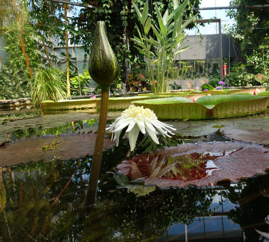В Ботаническом саду Аугсбурга -водяное чудо... - Galina Dzubina