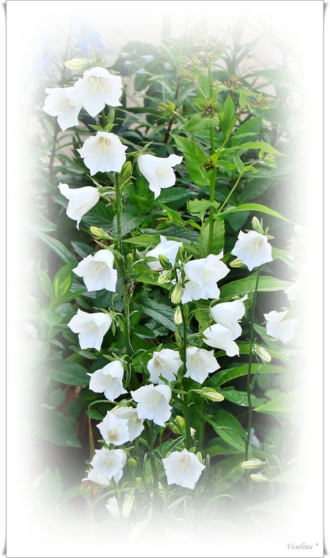Монастырские цветы - Veselina *
